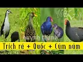 Download Lagu Tiếng trích ré kết hợp Quốc, Cúm núm cực hay | tiếng chim đêm chuẩn bật là ăn chim