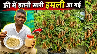 फ्री में आ गईं इतनी सारी इमली 😱🌿 #Imli #Tamarind #GreenGoldGarden