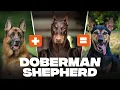 German Shepherd Doberman Mix Is This The Best Guard Dog