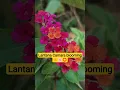 Download Lagu Why These Plants Are So Colorful ? #explore #garden