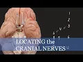 Cranial Nerves Location