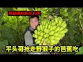 Download Lagu 挑战雨林生存20天：制作竹筏到深水区捕鱼，被野生猴子偷家，平头哥抢走它们的芭蕉吃【户外平头哥】
