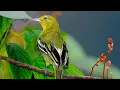 Download Lagu SUARA PIKAT AMPUH UNTUK BURUNG CIPOH DAN SIRTU (suara pikat andalan jaya channel).