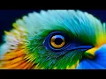 Download Lagu Beckmantra - Birds of Mycelium (Psychedelic Visuals)