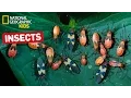 Find Out About Insects Nat Geo Kids Insects Playlist
