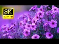 Download Lagu The Most Beautiful Flowers Collection 8K ULTRA HD / 8K TV