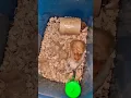 Download Lagu Cute Hamster||Breeding Syrian Hamster