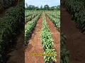 Download Lagu Tanam cabai sistem irigasi tetes #farming #pertanian #cabe