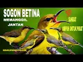 Lagu SUARA PIKAT SOGON BETINA MEMANGGIL JANTAN SANGAT AKURAT @diatasawan-e6s 