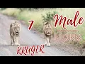 Download Lagu Kruger National Park - Camping at Satara and finding a lot of Lions (Episode 2/4)