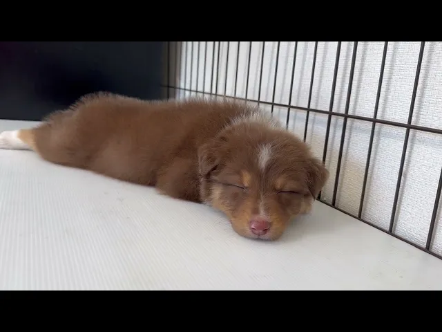 動画