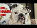 Download Lagu Reuben the Bulldog: The Power of No!