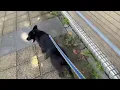 Lagu Nori Walking on Leash in Taiwan