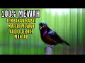 Download Lagu PANCINGAN KOLIBRI GACOR FULL TEMBAKAN MEWAH NYARING JERNIH100%AMPUH BIKIN KONIN ANDA CEPAT GACOR