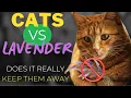 The Lavender Experiment Can It Stop Cats