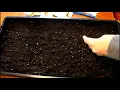 Sowing Love in a Mist Nigella Seeds Growing Flowers from Seed Gardening Beginners Cut Flower Farm