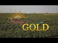 Dates - Valley s Gold