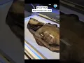 Download Lagu Do you believe that? #mermaid #proof #real #mermaids #scary #creepy #shorts #trending #viral #video