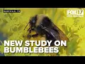 New study of bumblebees shows higher-level of problem solving