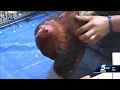 Oklahoma Gamefowl Commission ordered to dissolve after campaign finance violations