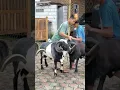 Download Lagu domba garut #shortvideo #domba #goat #ternak #sheep #animals #shorts #fypp #fyp