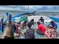 Lagu Great! We Stayed In The Deep Sea For The Thirteenth Day And Caught A Tuna Fishes | Day-13 | S05-EP14