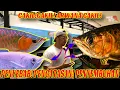 Download Lagu CAKIL pada ARWANA! DARI PENYEBAB SAMPAI PENYEMBUHAN!