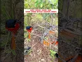 Download Lagu pancingan suara burung mantenan gunung #kicauburunglovebird #kicaumania #mangkicauoffecial #burung