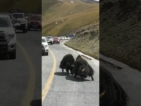 Two Yaks Throw Down on the Way Down the Mountain 下山路上偶遇两头牦牛斗殴 #animals 【跟着图尔去旅行】