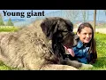 Trumbo the young giant