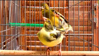 تغريد طائر كناري هائج يجبر أنثى الكناري على إتخاذ وضعية التلقيح Canary Singing Training 
