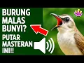 Download Lagu Pancingan trucukan gacor ngalas tarung ropel paling bagus untuk pancingan trucukan agar bunyi nyaut