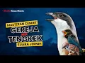 Download Lagu Masteran Cendet Gereja Sambung Tengkek