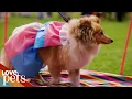World s Craziest Dog Beauty Pageant Full Episode