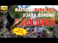Lagu Masteran Murai Batu Suara Isian Konin Atau Kolibri Ninja
