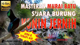 masteran murai batu suara isian konin atau kolibri ninja