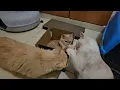 Download Lagu THE CAT AND THE SMALL BOX #catlovers #funnycats ##fypシ゚viral