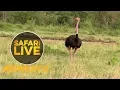 Download Lagu Burung Unta Mara Bertemu Dekat