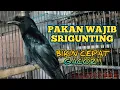 Download Lagu PAKAN WAJIB BURUNG SRIGUNTING