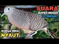 Download Lagu Perkutut Lokal Gacor Suara Kung Besar Pancingan Burung Perkutut Agar Bunyi. MP3