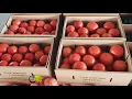 Amish farm fresh produce auction twice weekly Clark missouri near Jefferson city