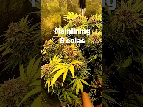 Resultado Mainlining 8 colas Cream Caramel® @SweetSeedsOfficial
