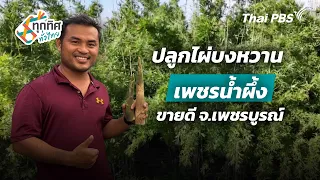 ปลูกไผ่บงหวานเพชรน้ำผึ้งขายดี จ.เพชรบูรณ์ | ทุกทิศทั่วไทย