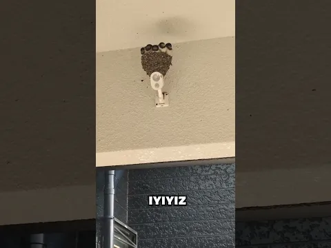 Ne kadar sevimli bi DEV KELEBEK