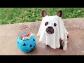 Hilarious Pets in Cute Outfits Try Not to Laugh