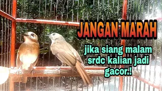 Download srdc tarung ribut gacor PARAH.!!! #SIKATAN RIMBA DADA COKLAT srdc gacor full isian MP3