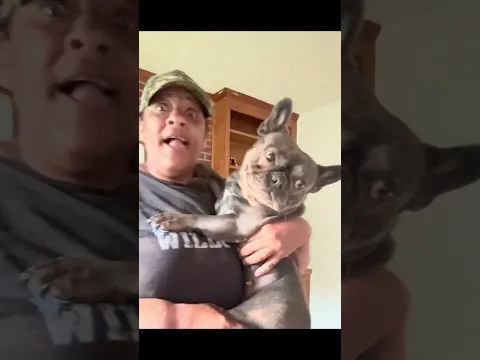 Funny dog video @kingjafi_rock