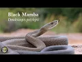 Download Lagu Black Mamba - Largest venomous snake in Africa