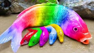 memancing ikan hias warna warni katak raksasa belut stop motion asmr memasak primitif