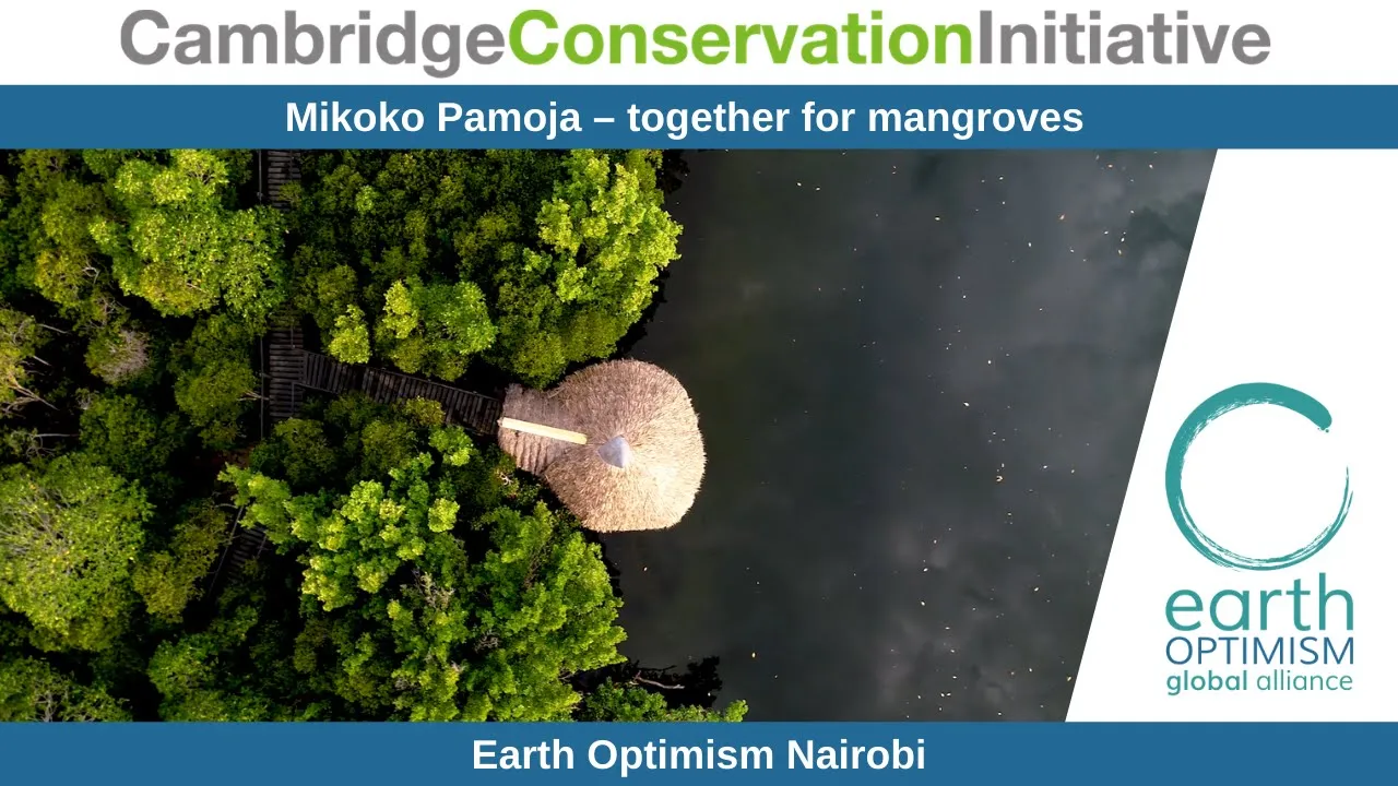Earth Optimism Nairobi - Mikoko Pamoja - together for mangroves